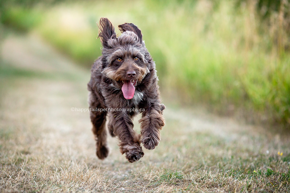 Brown dog running on Oakville trail.