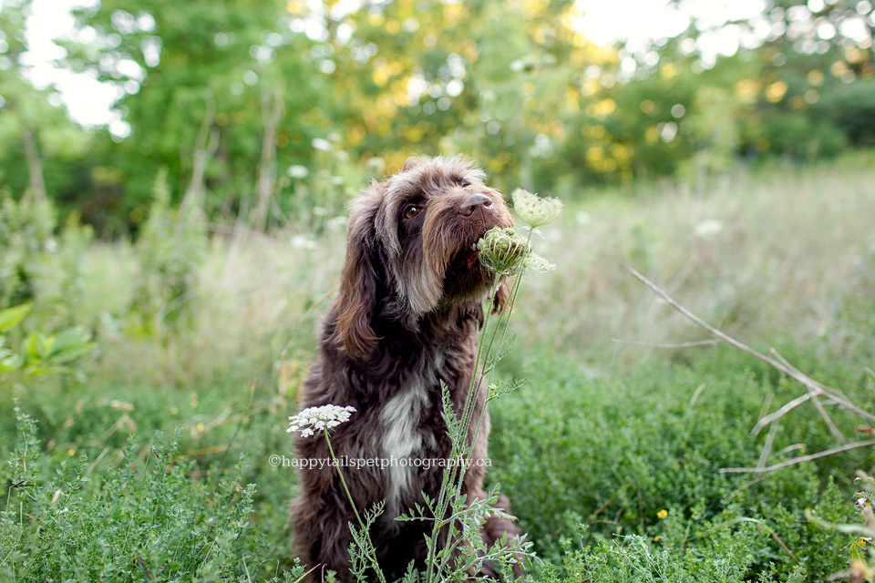 Pet photo of dog eating flower in Oakville par.