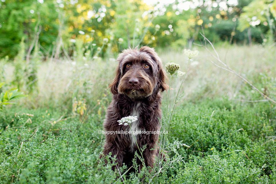 Dog with guilty expression.