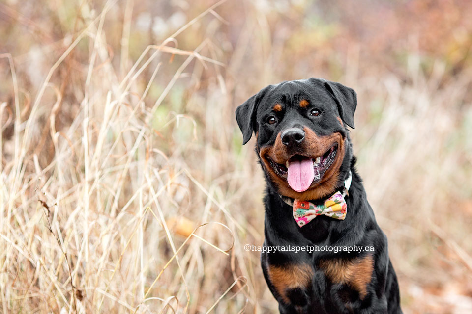 Rottweiler dog in bow-tie.