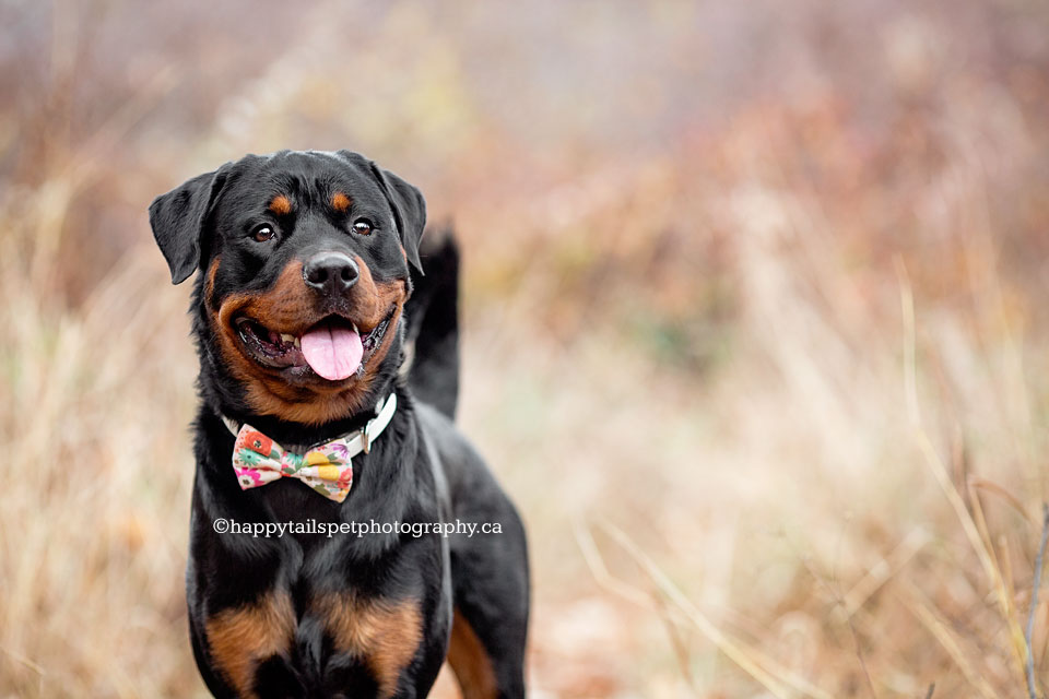 Outdoor fall dog photo.