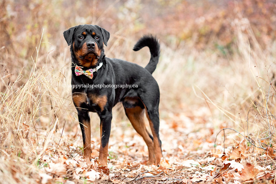 Fall pet portrait with young dog.