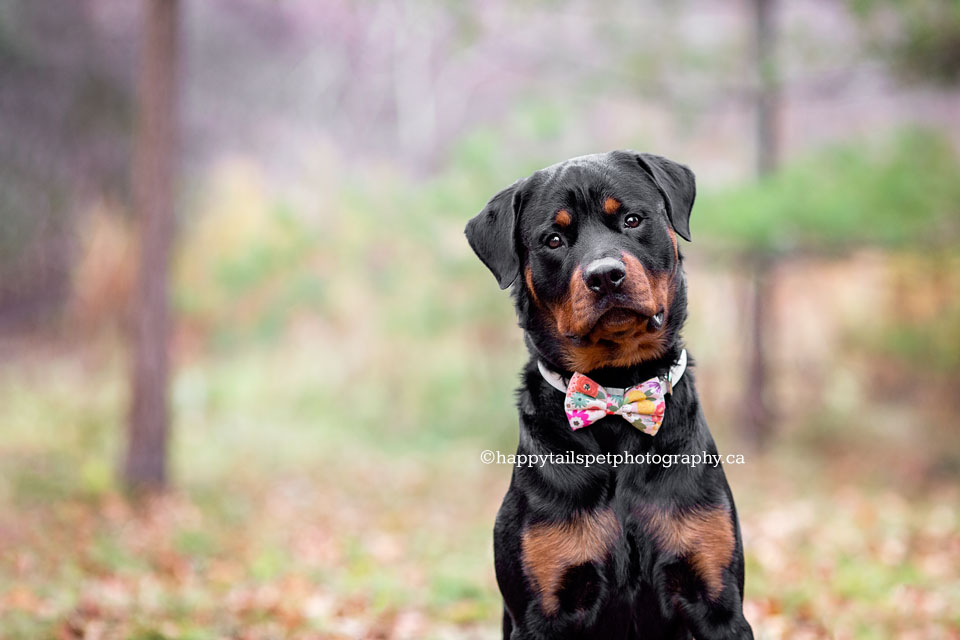 Serious looking black dog wooded area.