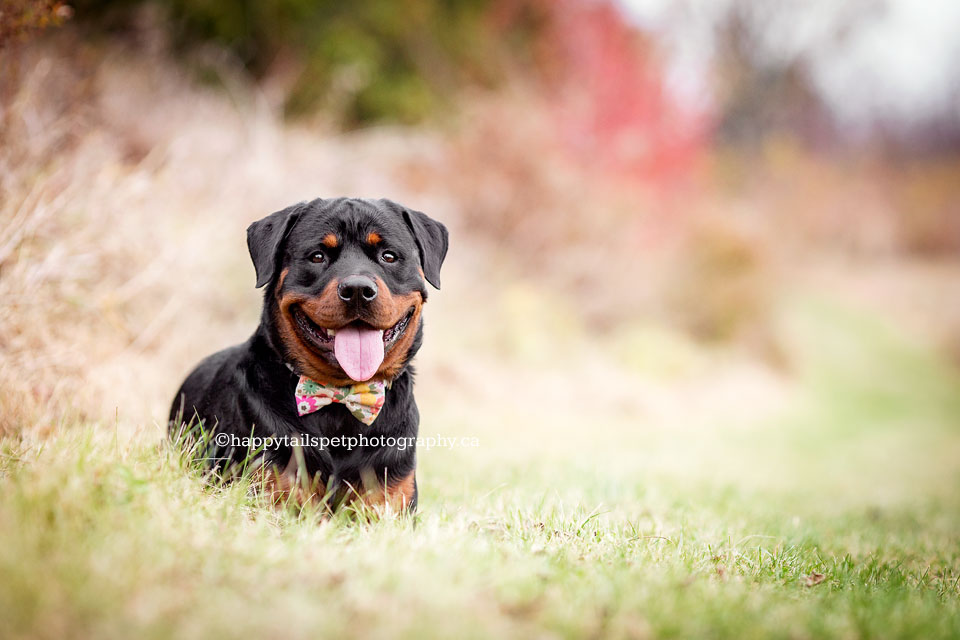 Black dog laying in grass in Ontario autumn colours.