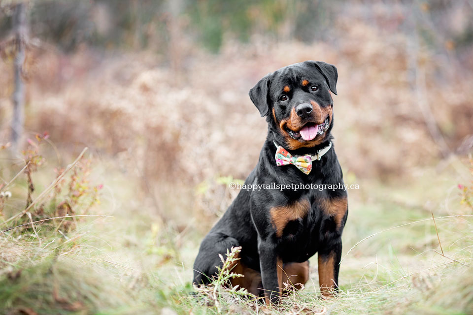 Black and brown rottweiler dog in grassy area.