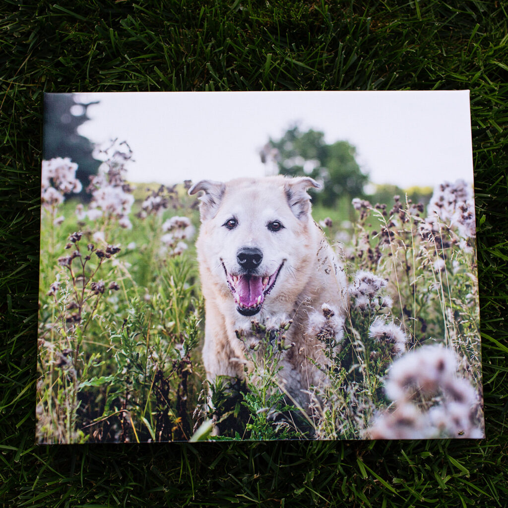 Canvas artwork of dog outdoors.