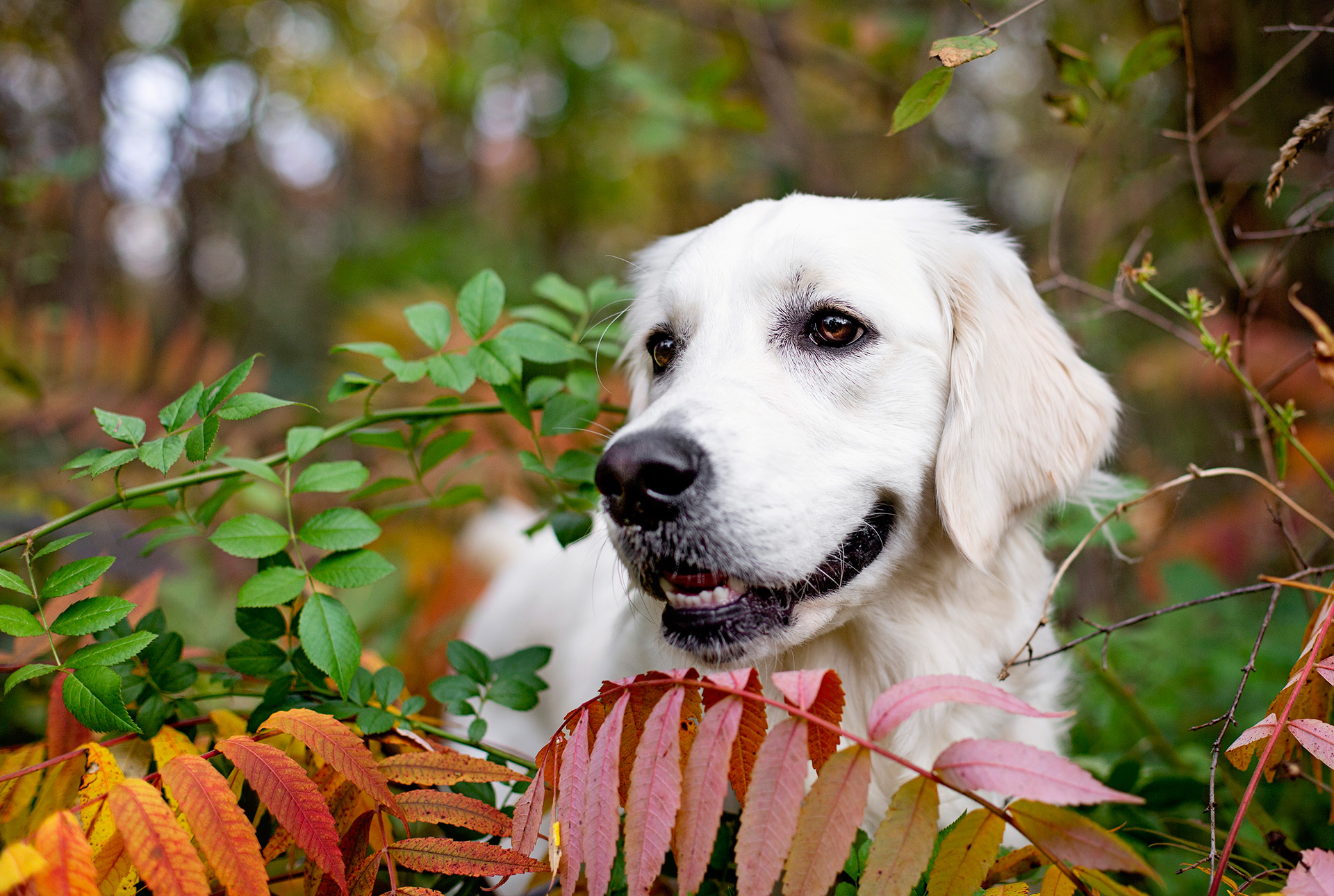 Cute-photo-rescue-dog-Burlington-pet-photographer