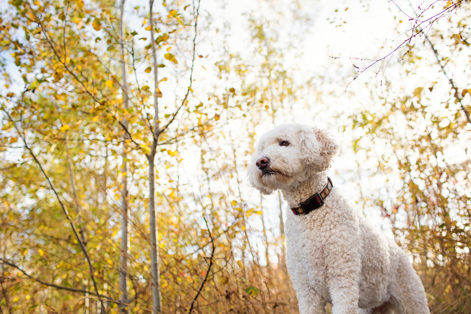 Photo of Ontario goldendoodle dog in fall leaves.