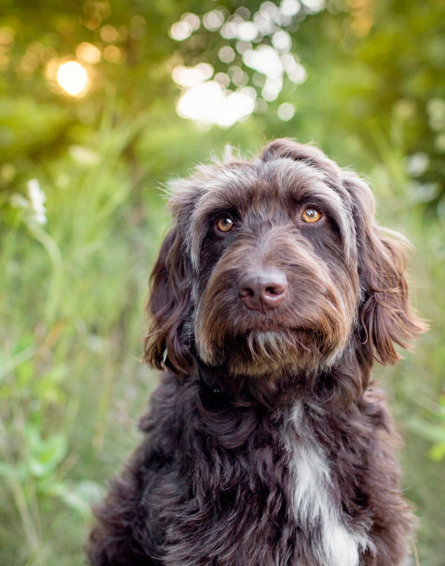 Oakville pet photography of serious brown labradoodle dog.