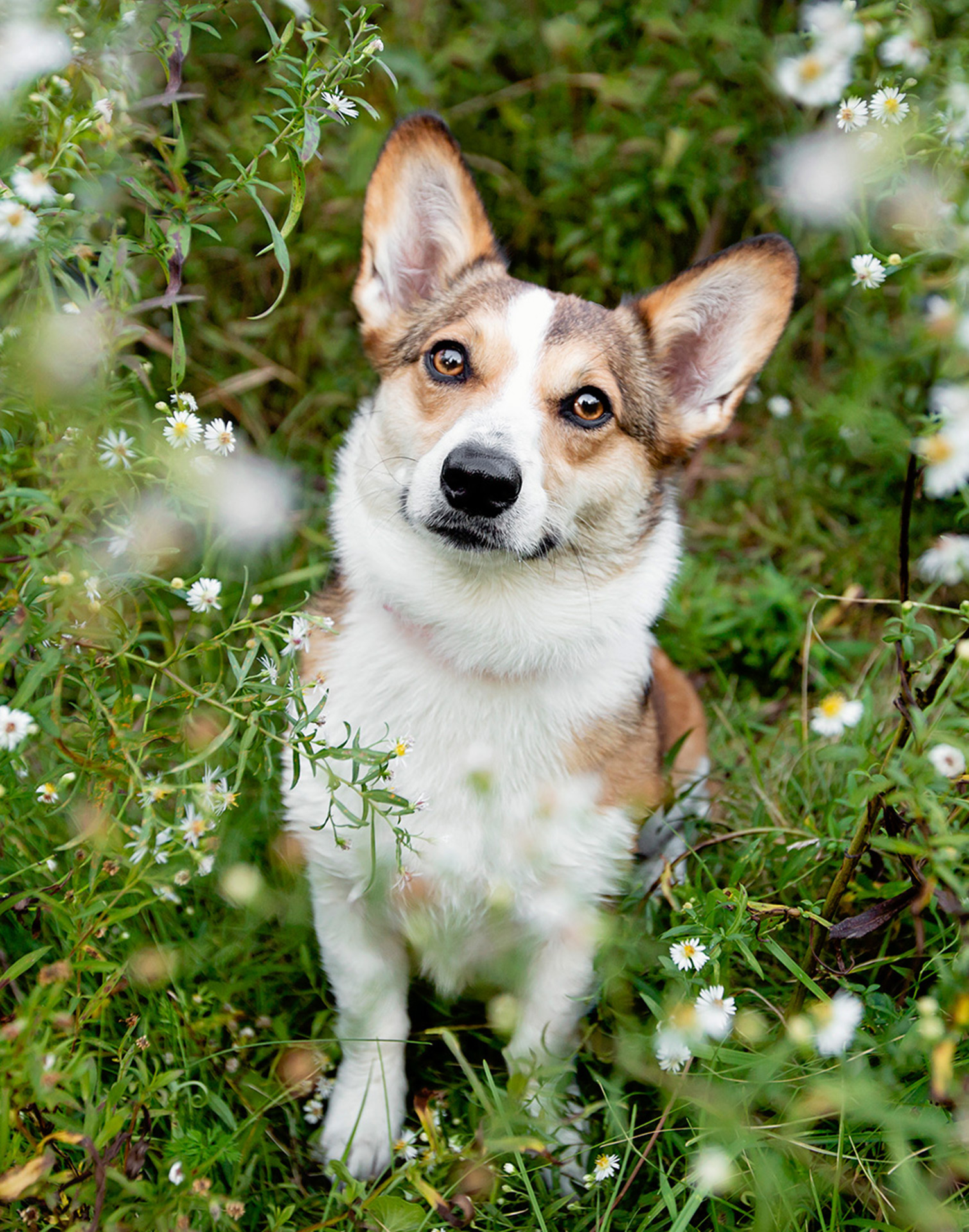 Professional pet photo of corgi dog in white flowers.