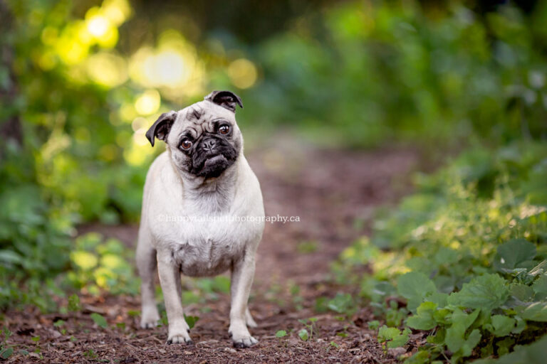 Pug dog on forest trail in Oakville, Ontario.