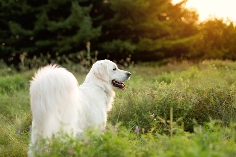 Dog at Bronte Creek Provincial Park leash-free area.